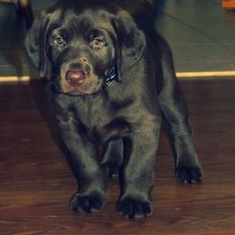 Bernedoodle, Labradoodle, and Labrador Retriever Puppies from MarmeDuke Doodles