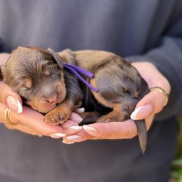 Lettie - Chocolate female Australian Labradoodle puppy in Morgan Hill, California from Loving Labradoodles