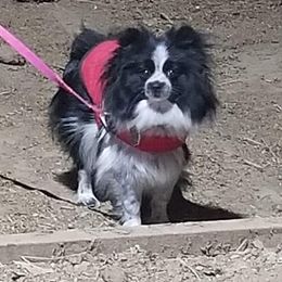 Avanti - Pomeranian
