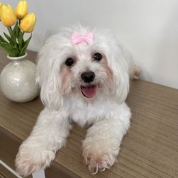 Bella - Maltese