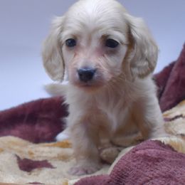 Girl three - Cream female Dachshund puppy in Maurice, Louisiana from Hart Dachshunds