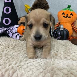 Kiara   Pet only - Cream female Dachshund puppy in Bullard, Texas from Mimidachs of Texas