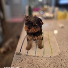 Yorkshire Terrier puppies from Sparrow Yorkshire Terriers