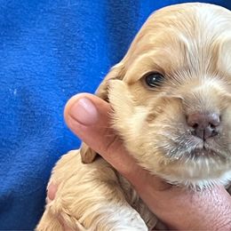 Crowder - Buff male Cocker Spaniel puppy in Tappahannock, Virginia from Maplefox’s Cocker Spaniels