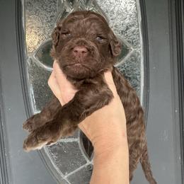 Pancake - Chocolate male Goldendoodle puppy in Pulaski, Tennessee from Doodle My Heart