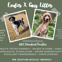 Poodle puppies from Petersen Poodles