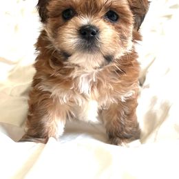 Boy 2 - Brown male Lhasa Apso puppy in Bethpage, New York from Tibetan Tails