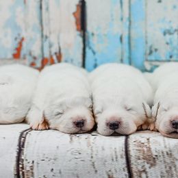 Border Collie and Maremma Sheepdog Puppies from 2J 2K Border Collies & Maremma Sheepdogs