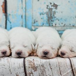 Border Collie and Maremma Sheepdog Puppies from 2J 2K Border Collies & Maremma Sheepdogs