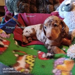 Dachshund Puppies from Flangel Dachshunds