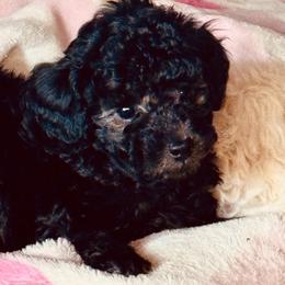 BB - Silver male Poodle puppy in Flagstaff, Arizona from Fido Dei Poodles