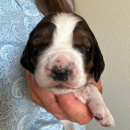 3 - Black white and tan female English Springer Spaniel puppy in Cheyenne, Wyoming from Rocky Mountain Springer Spaniels