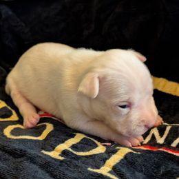 Flurry - White male American Staffordshire Terrier puppy in Conley, Georgia from Cicero Kennels