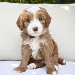 McKay - Brown and white female Bernedoodle puppy in North Ogden, Utah from Bourbon Bernedoodles