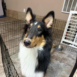 Ace - Black white and tan male Collie puppy in Honaker, Virginia from KLW Farm