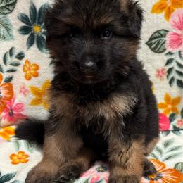 Jolt - Black and red male German Shepherd puppy in Coplay, Pennsylvania from By My Side Germans Shepherds & Dobermans