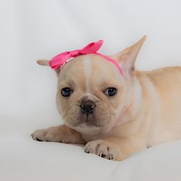 French Bulldog Puppies from Faux Real Frenchies