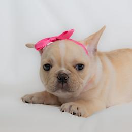 French Bulldog Puppies from Faux Real Frenchies