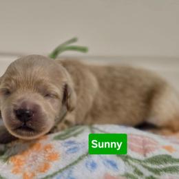 Sunny - Apricot male Goldendoodle puppy in Summerville, South Carolina from Channys Doodles