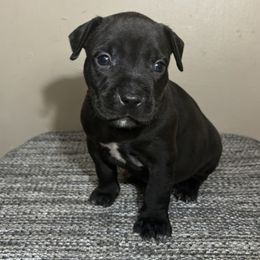 Girl 2 - Black American Pit Bull Terrier puppy in Pensacola, Florida from Alpha Alliance Kennels