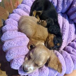 Stetson - Black and tan male Dachshund puppy in Fort Worth, Texas from Louis' Litters