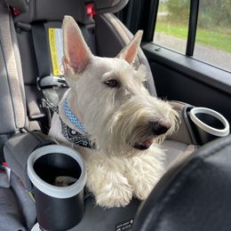 Cracker - Scottish Terrier
