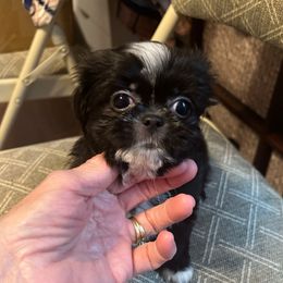 Hot pink collar- Roxy - Black and white female Shorkie puppy in Mays Landing, New Jersey from Fancy Paws Shorkies & Shih Tzus