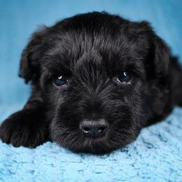 Mr. Yellow - Black male Miniature Schnauzer puppy in Queen Creek, Arizona from Chapman Schnauzers