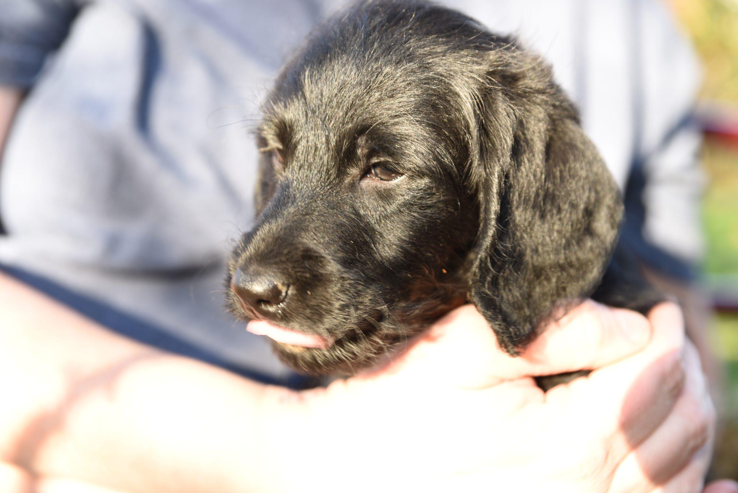 Carter Farm in Pennsylvania | Labradoodle and Labrador Retriever ...