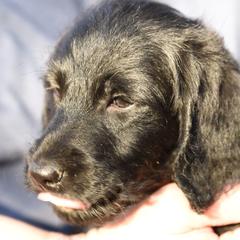 Labradoodles and Labrador Retrievers from Carter Farm