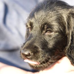 Labradoodles and Labrador Retrievers from Carter Farm