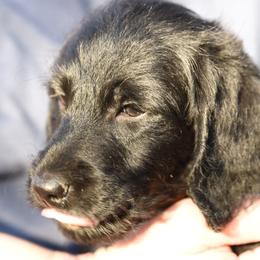 Labradoodles and Labrador Retrievers from Carter Farm