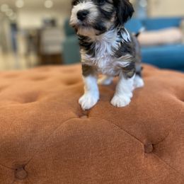 Havanese and Havapoo Puppies from Ladypawspuppies