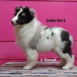 Starla - Shetland Sheepdog