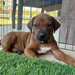 Colt - Rd whtn blk nose male Rhodesian Ridgeback puppy in Montgomery, Texas from Timber Ridge Kennels