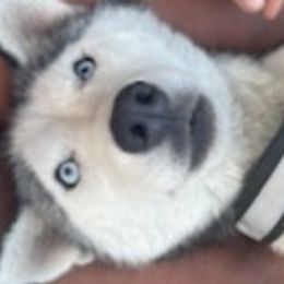 Pomskies and Siberian Huskies from Miranda's Huskies