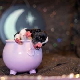 Border Collie, Papillon, Sporty Mix, and Whippet Puppies from Old Hemp Border Collies / Open Horizon Sport Dogs