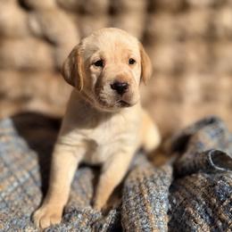 Wade - Yellow male Labrador Retriever puppy in Sweet Home, Oregon from Knotty Creek Labradors