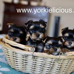 Yorkshire Terrier Puppies from Yorkielicious Yorkies