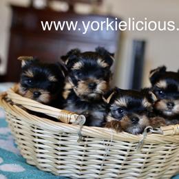 Yorkshire Terrier Puppies from Yorkielicious Yorkies