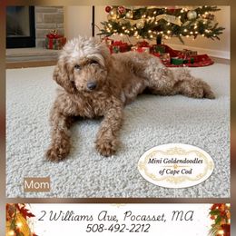 Mini Goldendoodle - Goldendoodle