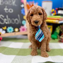 Ranger - Apricot male Goldendoodle puppy in Willacoochee, Georgia from Kitandkboodle's Doodles