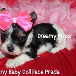 Tiny AKC Prada - Black tan and white female Biewer Terrier puppy in Kennesaw, Georgia from Dreamy Pups