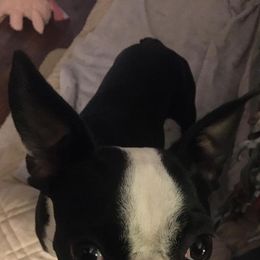 Boston Terriers from Selma's Boston Terriers