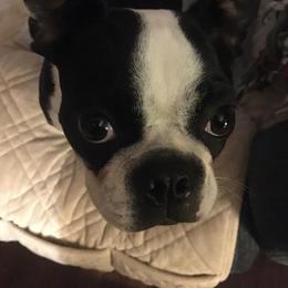 Boston Terriers from Selma's Boston Terriers