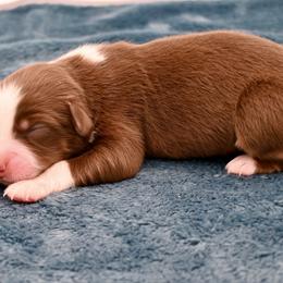 Gwyneth - Red tri-color female Miniature American Shepherd puppy in Damascus, Oregon from Rebel Soul Minis
