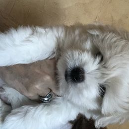 Coton de Tulear Puppies from Shiloh Cotons