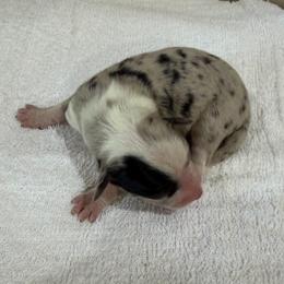 Maple - Blue merle female Miniature Australian Shepherd puppy in Oakland, Maryland from Yarborough Kennels