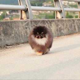 SHORDIE - Black and tan male Pomeranian puppy in Salem, Oregon from PNW Dynasty Poms