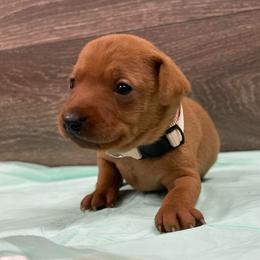 Bear - Red male Miniature Pinscher puppy in Lancaster, Missouri from White Stone Ranch